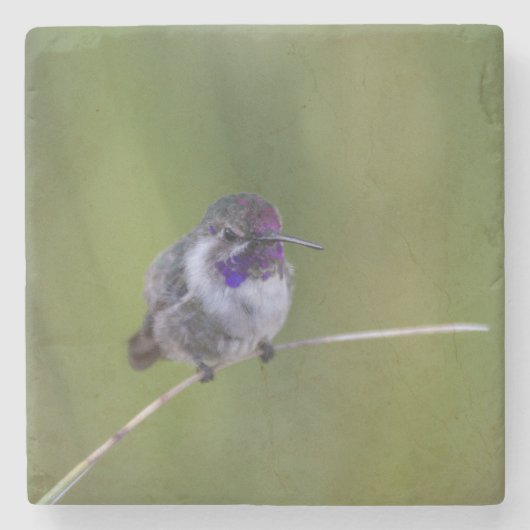 Costa's Hummingbird im August Steinuntersetzer (Vorderseite)