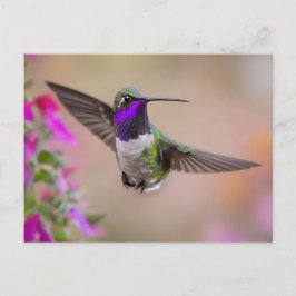 Costa's Hummingbird im Flug Postkarte
