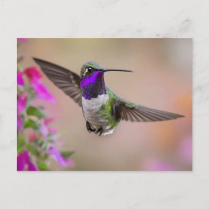 Costa's Hummingbird im Flug Postkarte