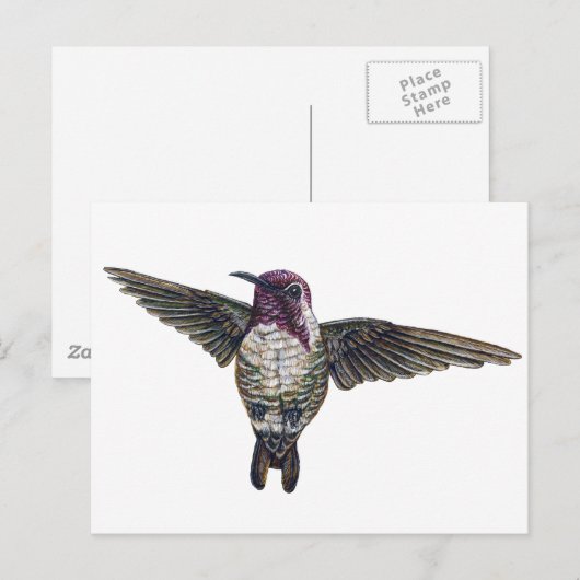 Costa's Hummingbird Postkarte (Vorne/Hinten)