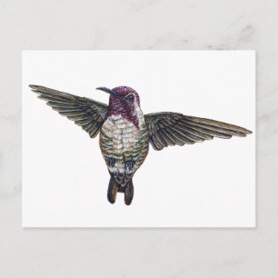 Costa's Hummingbird Postkarte