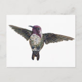 Costa's Hummingbird Postkarte (Vorderseite)