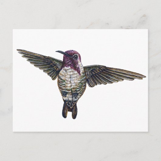 Costa's Hummingbird Postkarte (Vorderseite)