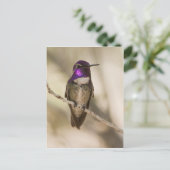 Costa's Hummingbird Postkarte (Stehend Vorderseite)