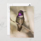 Costa's Hummingbird Postkarte (Vorne/Hinten)