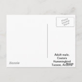 Costa's Hummingbird Postkarte (Rückseite)