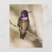 Costa's Hummingbird Postkarte (Vorderseite)