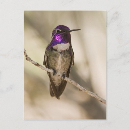 Costa's Hummingbird Postkarte (Vorderseite)