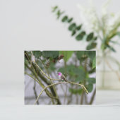Costa's Hummingbird Postkarte (Stehend Vorderseite)