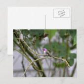 Costa's Hummingbird Postkarte (Vorne/Hinten)