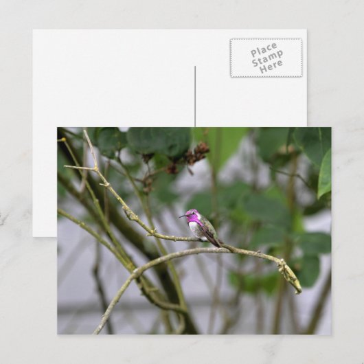 Costa's Hummingbird Postkarte (Vorne/Hinten)
