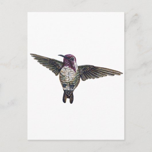 Costa's Hummingbird Postkarte (Vorderseite)