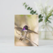 Costa's Hummingbird Postkarte (Stehend Vorderseite)