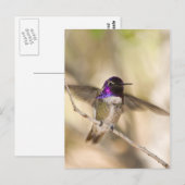 Costa's Hummingbird Postkarte (Vorne/Hinten)