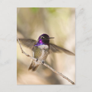 Costa's Hummingbird Postkarte