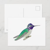 Costa's Hummingbird Postkarte (Vorne/Hinten)