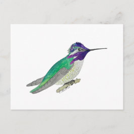 Costa's Hummingbird Postkarte