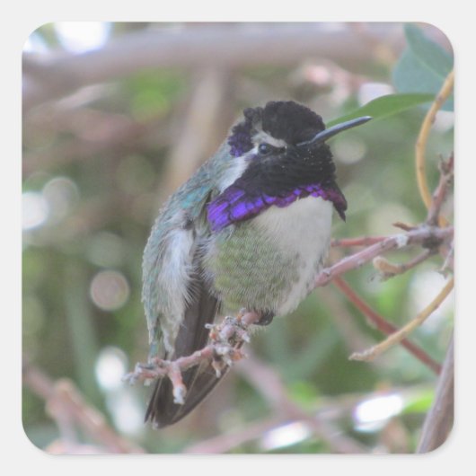 Costa's Hummingbird Quadratischer Aufkleber (Vorderseite)