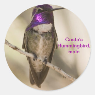 Costa's Hummingbird Runder Aufkleber