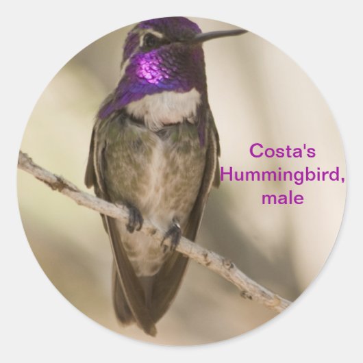 Costa's Hummingbird Runder Aufkleber (Vorderseite)