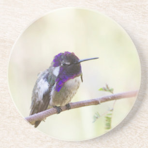 Costa's Hummingbird steht auf einem Zweig Getränkeuntersetzer