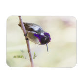 Costa's Hummingbird steht auf einem Zweig Magnet (Horizontal)