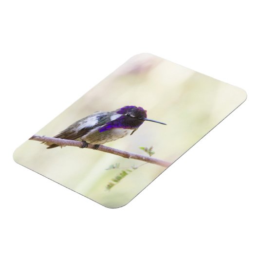 Costa's Hummingbird steht auf einem Zweig Magnet (Linke Seite)