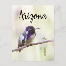 Costa's Kolibri liegt auf einem Zweig, Arizona Postkarte
