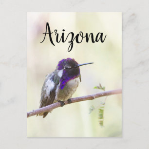 Costa's Kolibri liegt auf einem Zweig, Arizona Postkarte