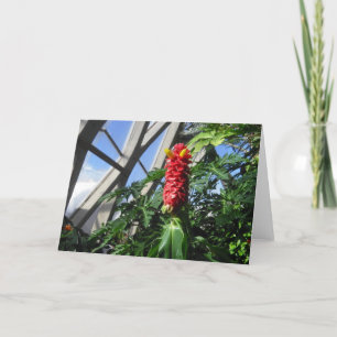 Costus Barbatus Ginger Card Feiertagskarte