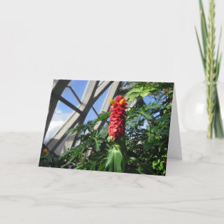 Costus Barbatus Ginger Card Feiertagskarte