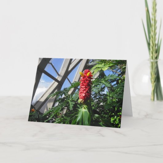 Costus Barbatus Ginger Card Feiertagskarte (Vorderseite)