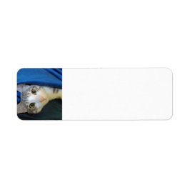 Cosy Bengalisch Chat Bobby Rücksendeadresse