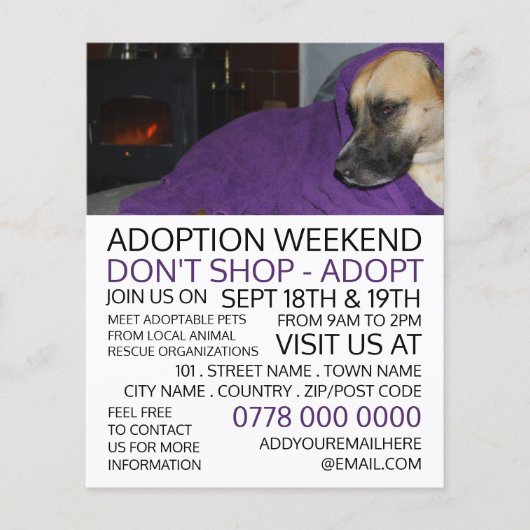Cosy Dog, PET Adoption Flyer (Vorne)