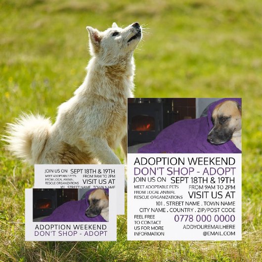Cosy Dog, Werbung für Tiervermittlungsevent Flyer