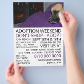 Cosy Dog, Werbung für Tiervermittlungsevent Flyer (Hand)