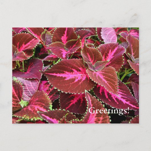 Coteus Postcard Postkarte (Vorderseite)