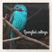 Cotinga Glasuntersetzer (Vorderseite)