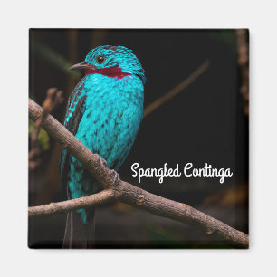 Cotinga Magnet