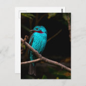 Cotinga Postkarte (Vorne/Hinten)