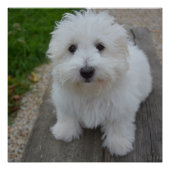 Coton de tulear auf Bank Poster (Vorderseite)