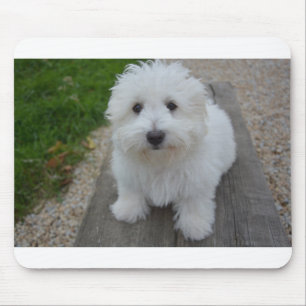 Coton de Tulear auf einer Bank Mousepad