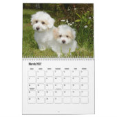 Coton de Tulear Dog Calendar Kalender (Mär 2027)