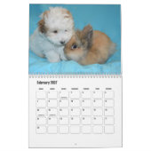 Coton de Tulear Dog Calendar Kalender (Feb 2027)