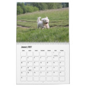 Coton de Tulear Dog Calendar Kalender (Jan 2027)