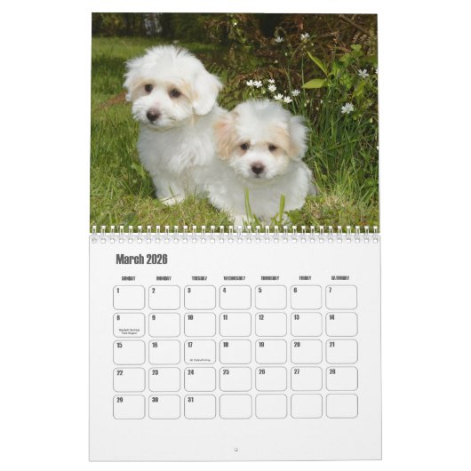 Coton de Tulear Dog Calendar Kalender (Mär 2026)