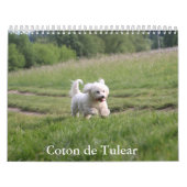 Coton de Tulear Dog Calendar Kalender (Titelbild)