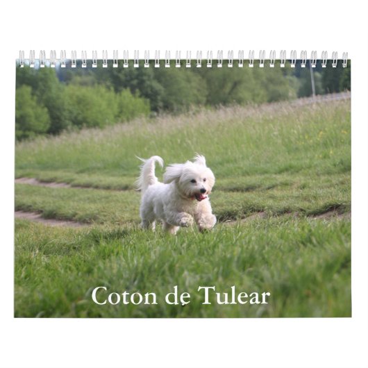 Coton de Tulear Dog Calendar Kalender (Titelbild)