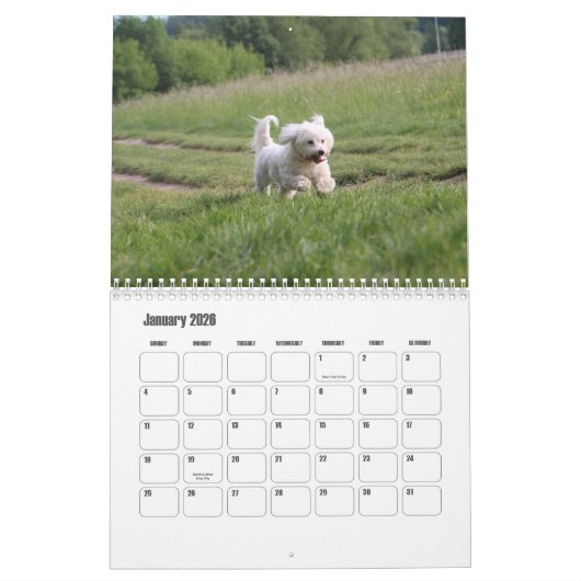 Coton de Tulear Dog Calendar Kalender (Jan 2026)