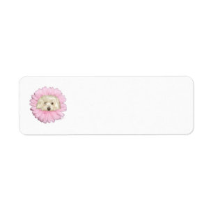 Coton de Tulear Frühlingsblume